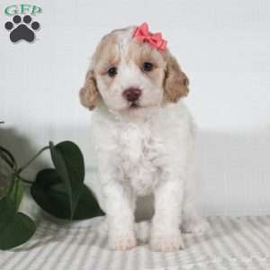 Carmel, Miniature Poodle Puppy